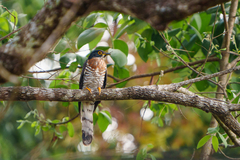 Hierococcyx sparverioides