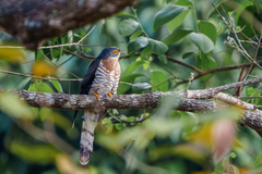 Hierococcyx sparverioides