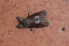 Gadirtha impingens