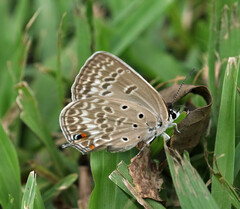 Lepidochrysops patricia