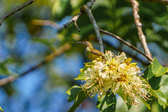 Arachnothera longirostra