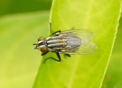 Oxysarcodexia varia