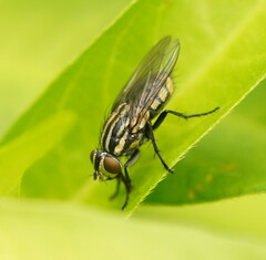 Oxysarcodexia varia