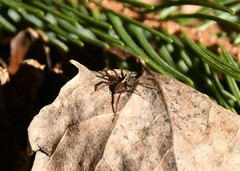 Pardosa lugubris