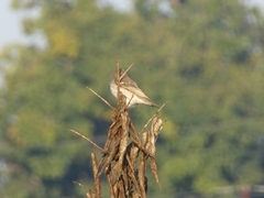 Gymnoris xanthocollis
