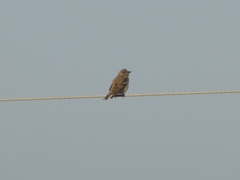 Gymnoris xanthocollis