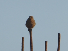 Oenanthe fusca