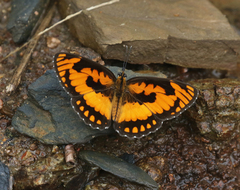 Byblia anvatara