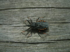 Rhynocoris annulatus