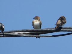 Petrochelidon fluvicola