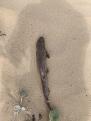 Haploblepharus fuscus