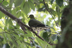 Treron sieboldii sieboldii