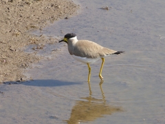 Vanellus malabaricus