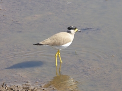 Vanellus malabaricus