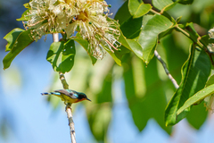 Chalcoparia singalensis