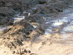 Gymnoris xanthocollis