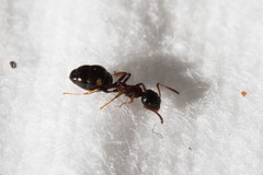 Dolichoderus quadripunctatus