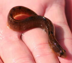Pholis gunnellus