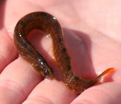 Pholis gunnellus