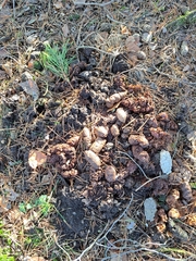 Nyctereutes procyonoides