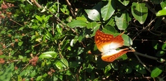 Charaxes varanes