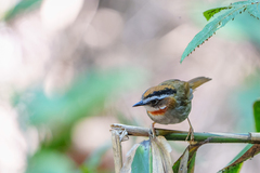 Schoeniparus rufogularis