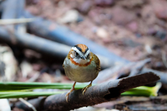 Schoeniparus rufogularis