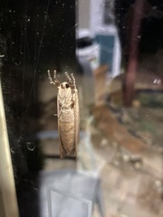 Elhamma australasiae