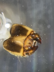 Hydropsyche angustipennis