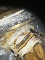 Hydropsyche angustipennis