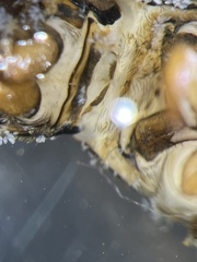 Hydropsyche angustipennis