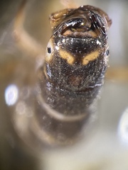 Hydropsyche angustipennis