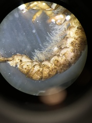 Hydropsyche angustipennis