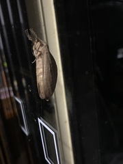 Elhamma australasiae