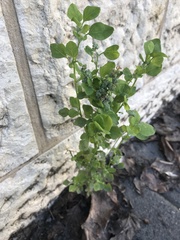 Chenopodium opulifolium