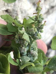 Chenopodium opulifolium