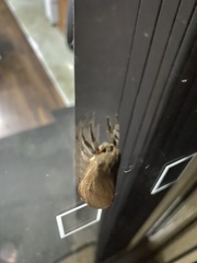 Elhamma australasiae