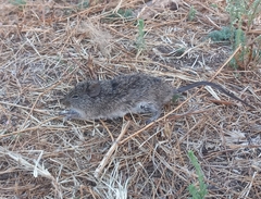 Sigmodon mascotensis