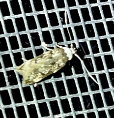 Endrosis sarcitrella