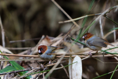 Neosuthora davidiana