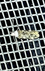 Endrosis sarcitrella