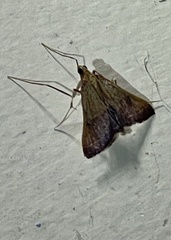 Endotricha pyrosalis