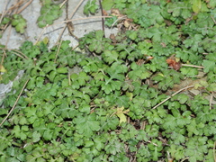 Ellisiophyllum pinnatum