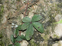 Tetrastigma obtectum glabrum