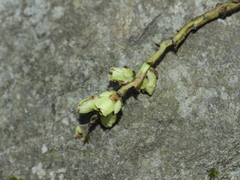 Stachyurus himalaicus