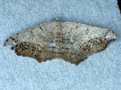 Dissomorphia australiaria