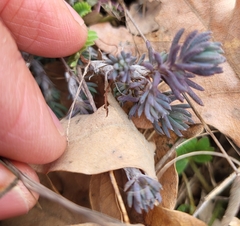 Petrosedum amplexicaule