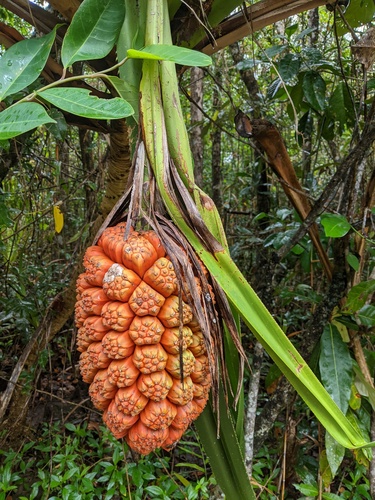 Pandanus grayorum, 2020-10-14
