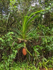 Pandanus grayorum
