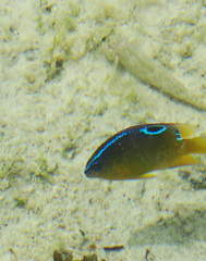 Chrysiptera unimaculata